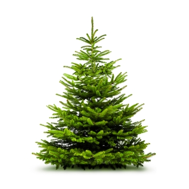 Christmas Trees