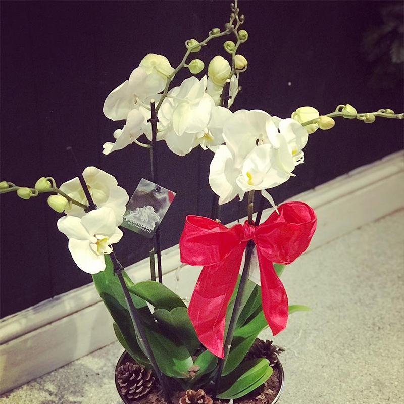 White phalaenopsis orchid top