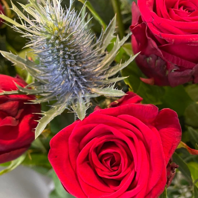 18 Red Roses