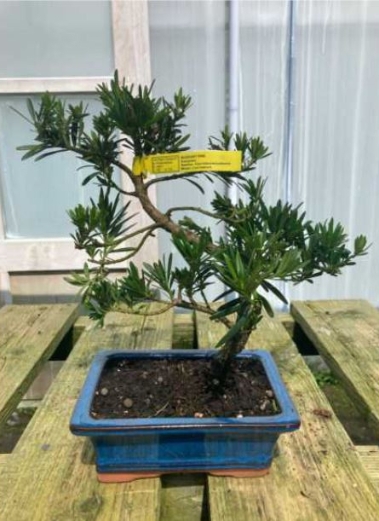 Podocarpus