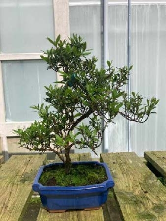 Azalea