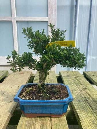 Buxus