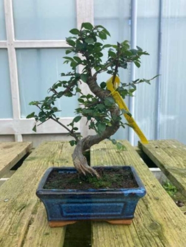 Chinese Elm