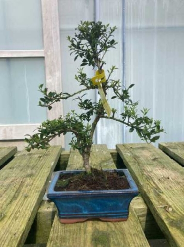 Japanese Holly
