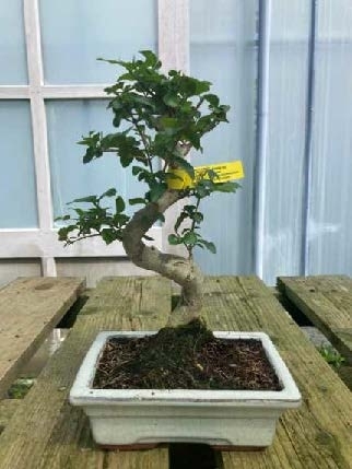 Ligustrum