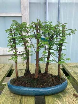 Metasequoia Dawn Redwood Group