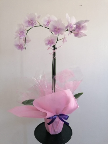 Phalenopsis Orchid