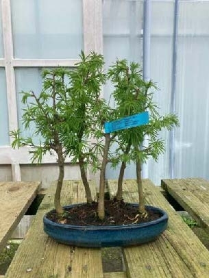 Pseudolarix 2