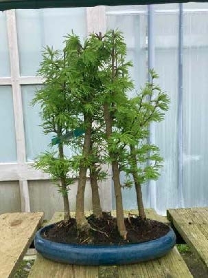 Pseudolarix 1