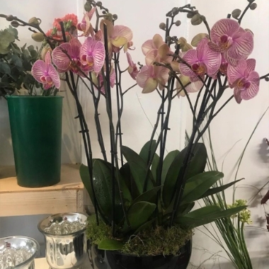 PURPLE PHALAENOPSIS ORCHID