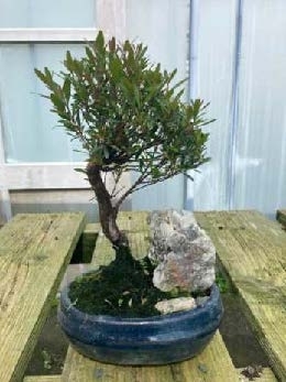 Syzigium 2
