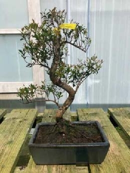 Syzigium 4